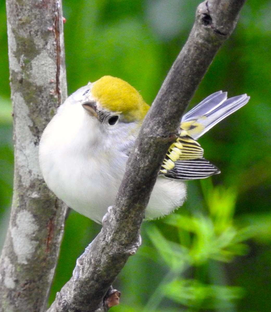 Chestnut-sided Warbler - ML70134431