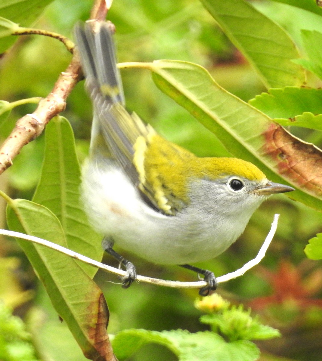 Chestnut-sided Warbler - ML70134451