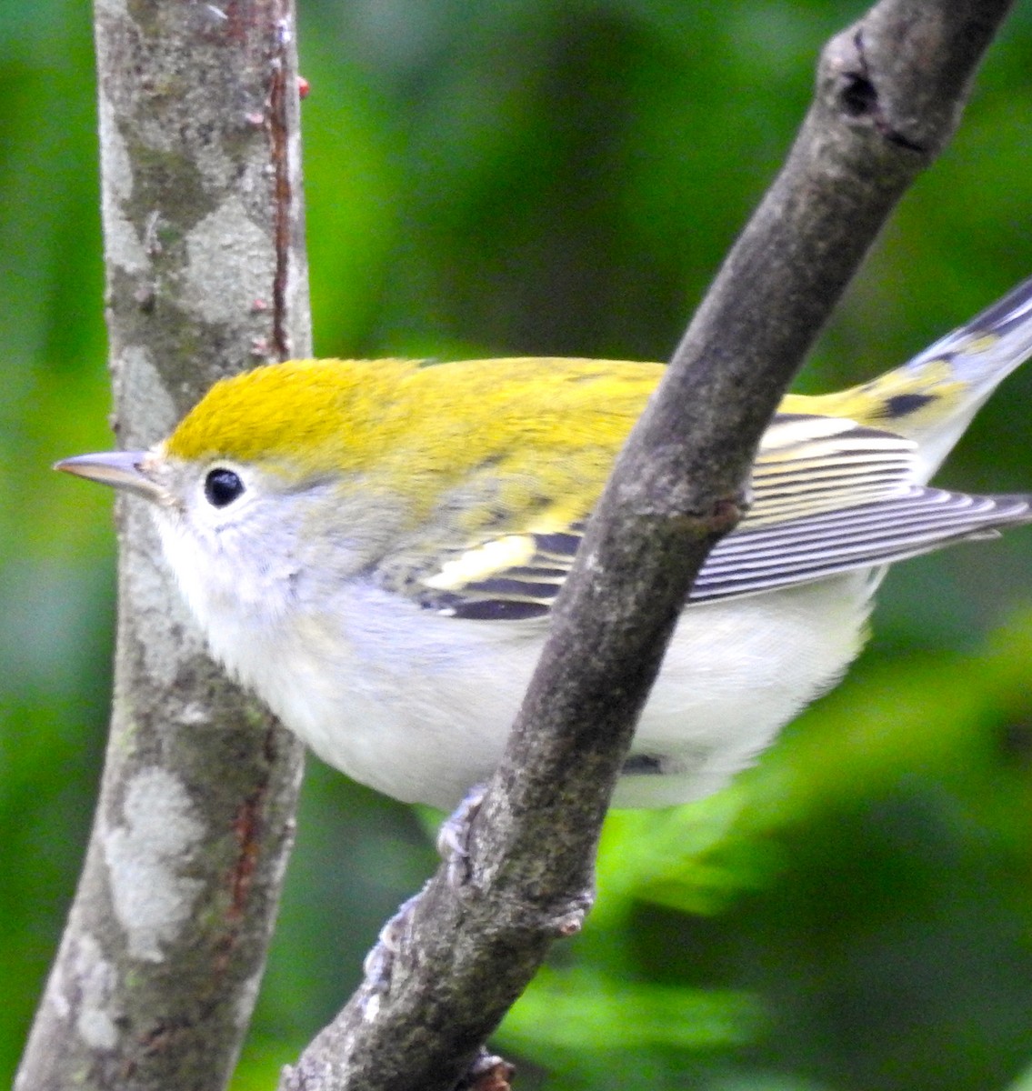 Chestnut-sided Warbler - ML70134461