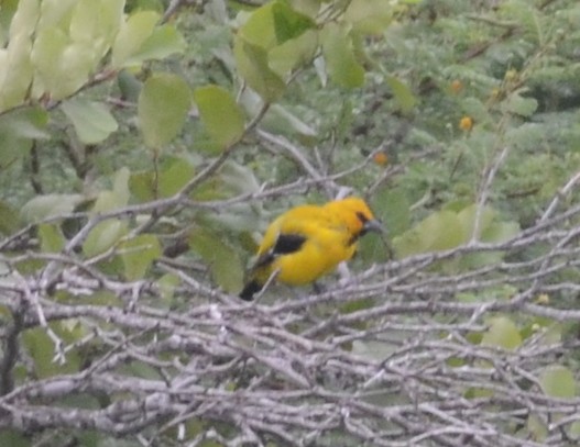 Yellow Oriole - Nikolaj Mølgaard Thomsen