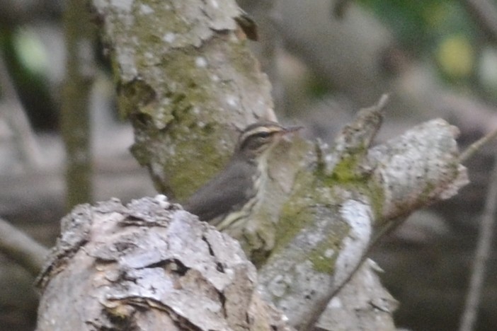 Northern Waterthrush - Nikolaj Mølgaard Thomsen