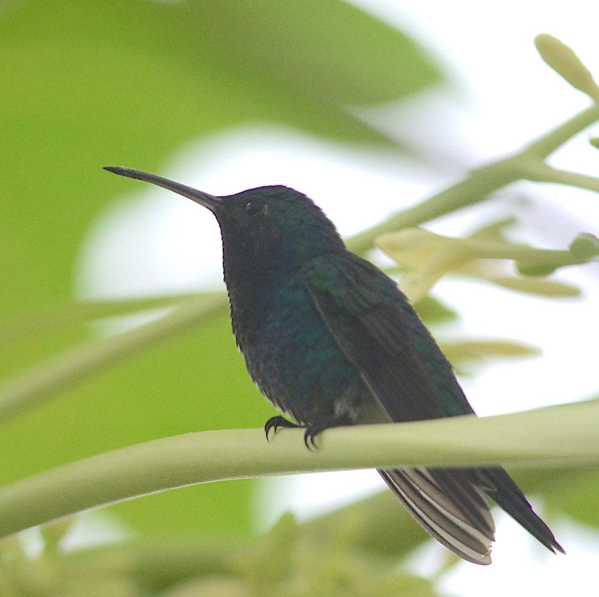kolibřík safírovobřichý - ML70136011