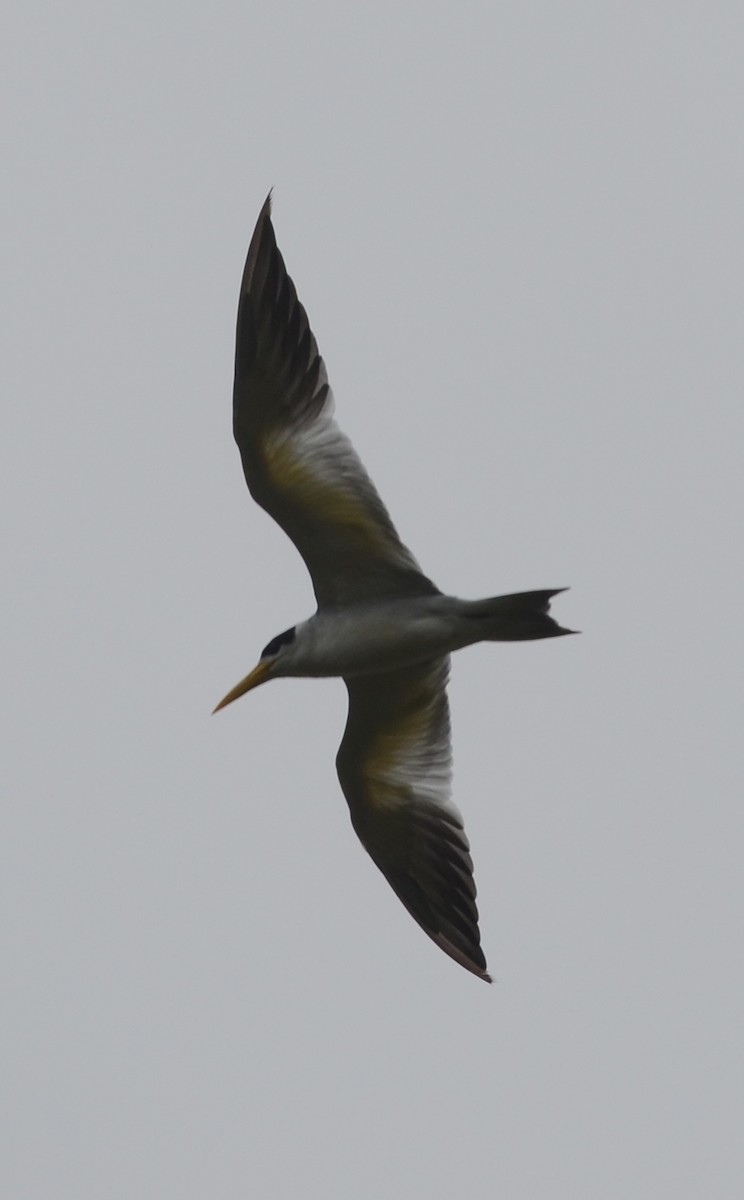 Large-billed Tern - Nikolaj Mølgaard Thomsen