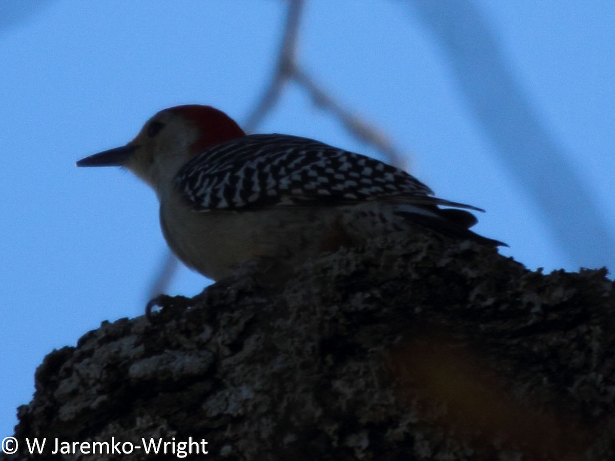 Red-bellied Woodpecker - ML70138671