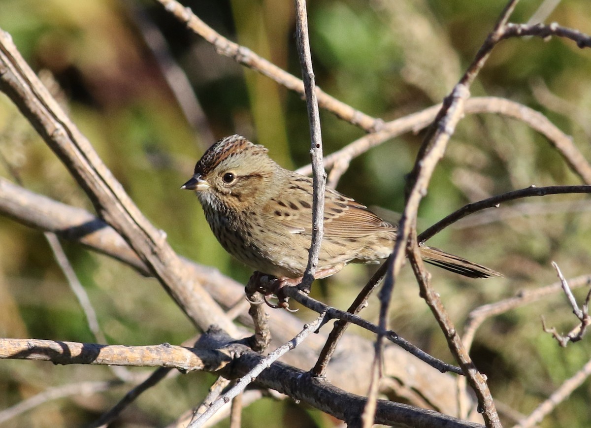 Lincoln's Sparrow - ML70139961