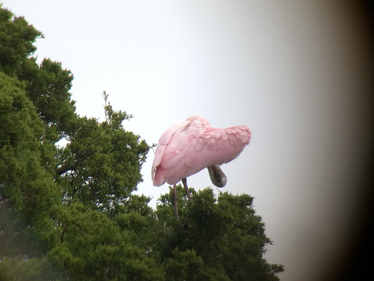 Roseate Spoonbill - ML70141881