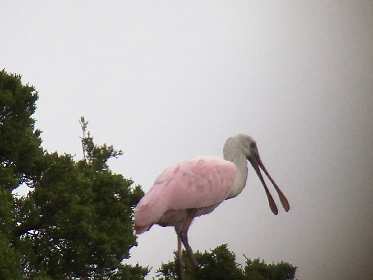 Roseate Spoonbill - ML70141921