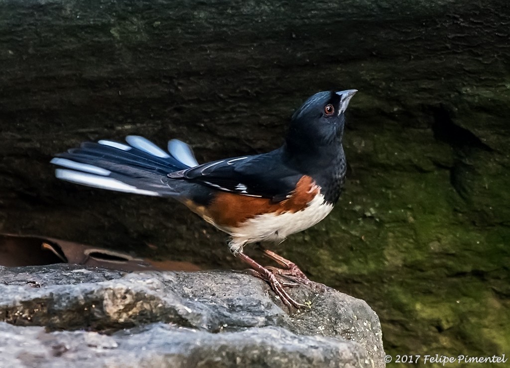 Eastern Towhee - ML70142561