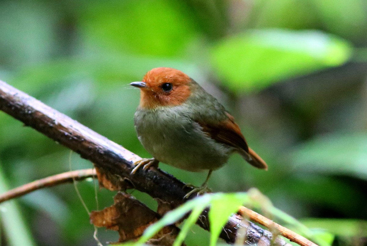 Rufous-headed Pygmy-Tyrant - ML70143291