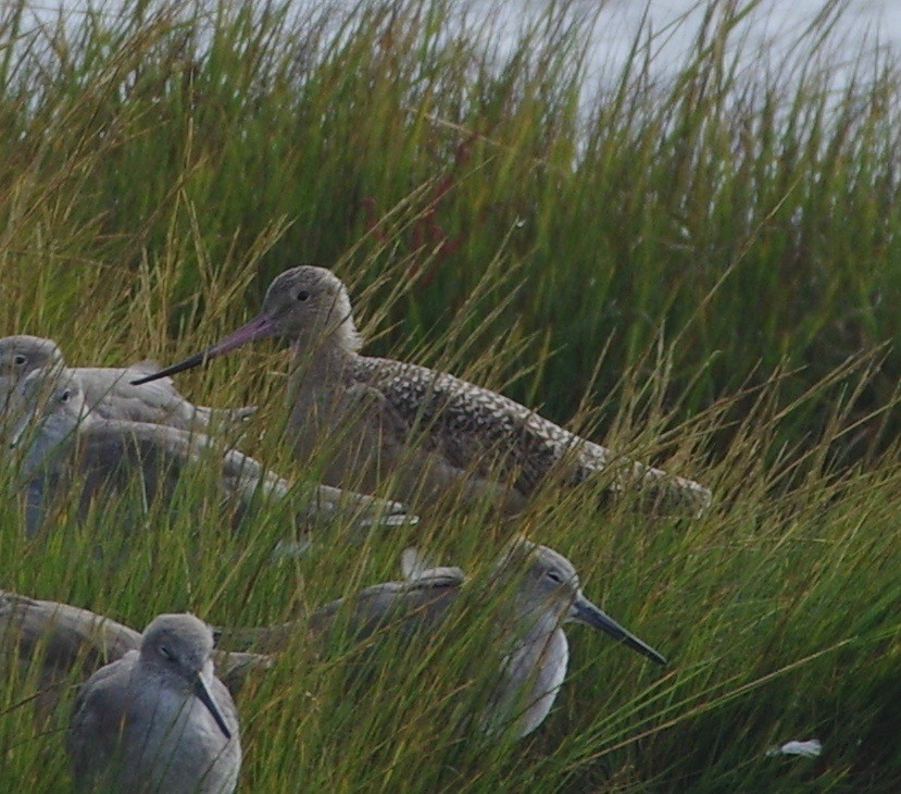 Marbled Godwit - ML70143881