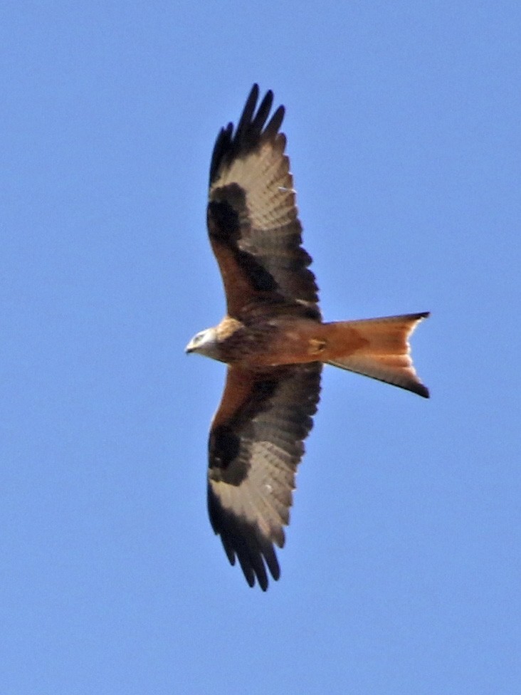 Red Kite - ML70146911