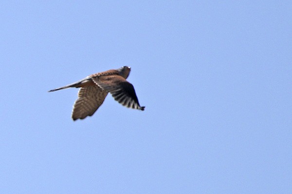 Eurasian Kestrel - ML70146971