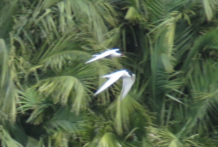 Цагаан шанаат хараалай - ML70149311