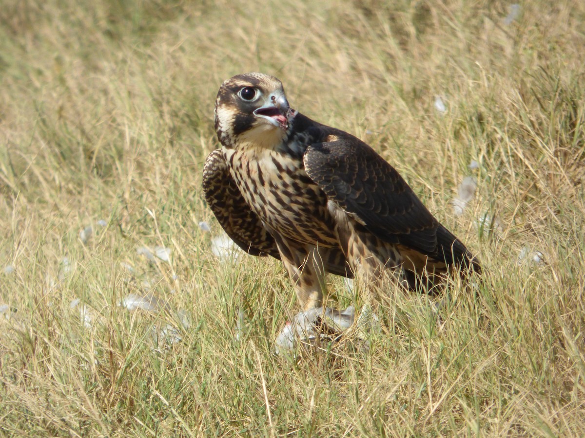 Peregrine Falcon - ML70149771