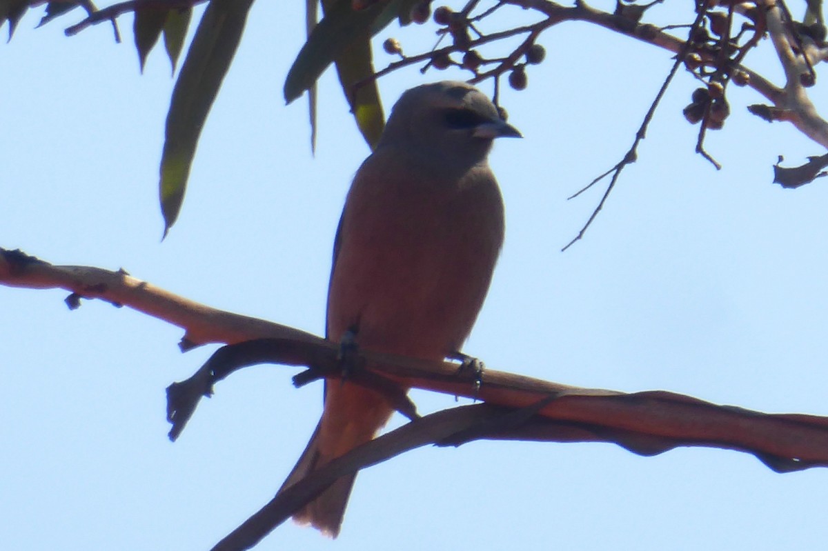 White-browed Woodswallow - ML70149791
