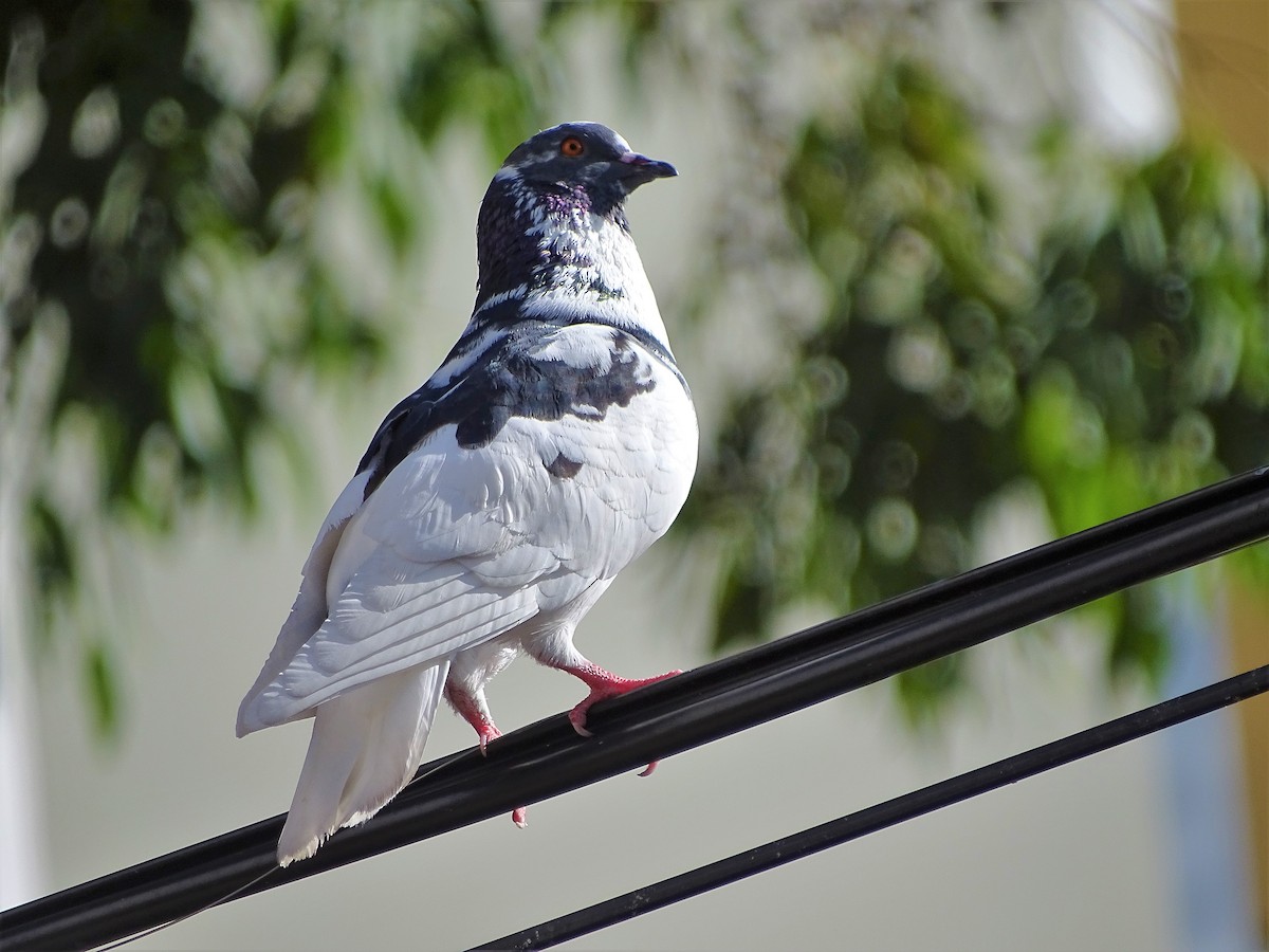 Rock Pigeon (Feral Pigeon) - Alfonso Auerbach