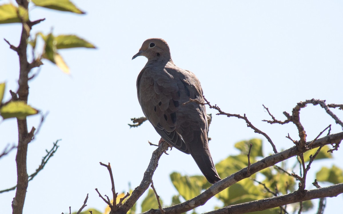 Mourning Dove - ML70153391