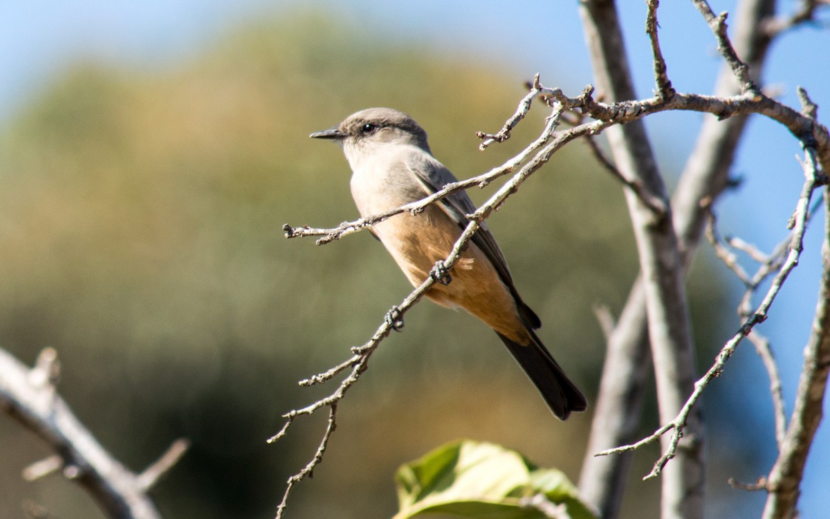 Say's Phoebe - ML70153481