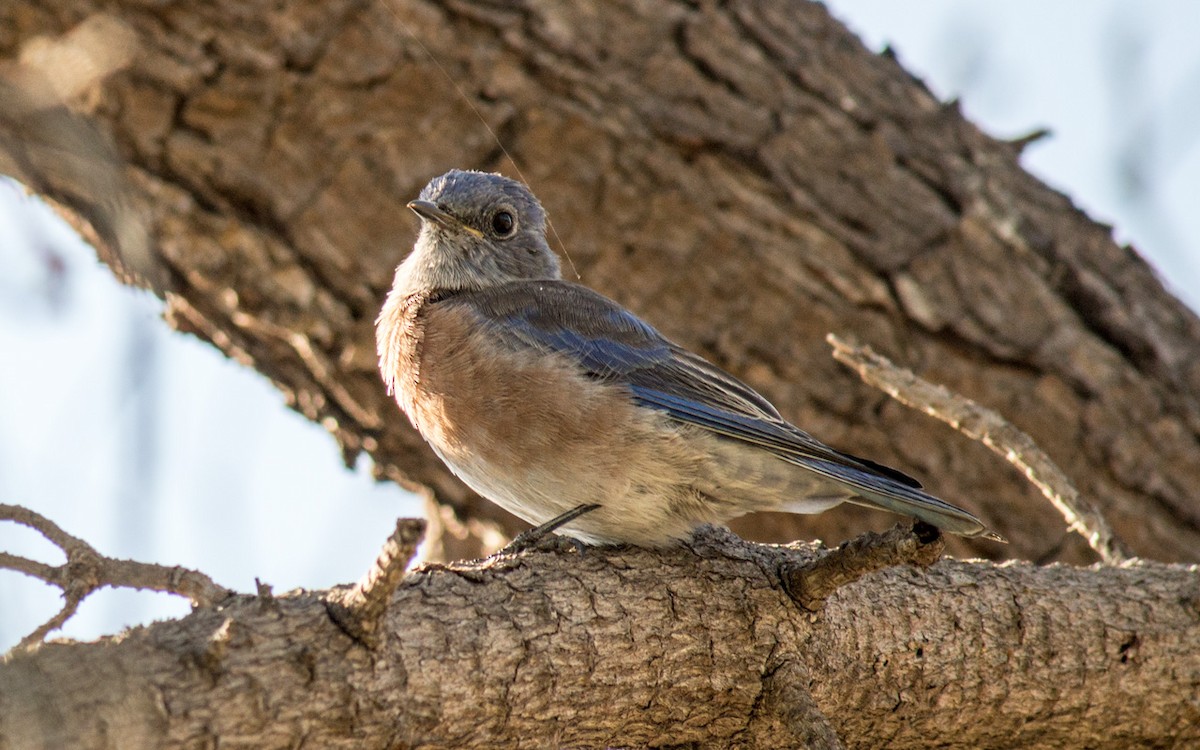 Western Bluebird - ML70153661