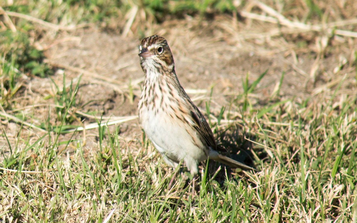 Vesper Sparrow - ML70153681