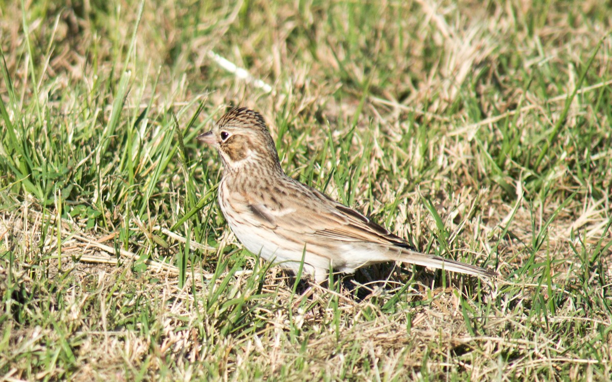 Vesper Sparrow - ML70153711