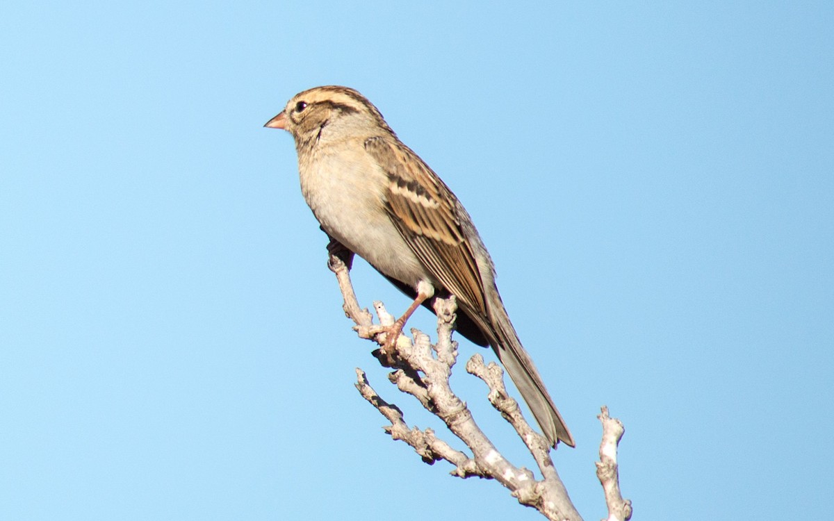 Chipping Sparrow - ML70153781