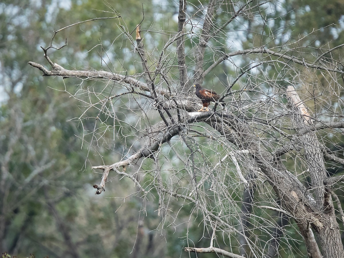 Harris's Hawk - Mike Cameron