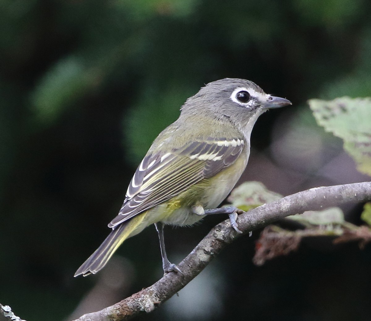 Blue-headed Vireo - ML70154851