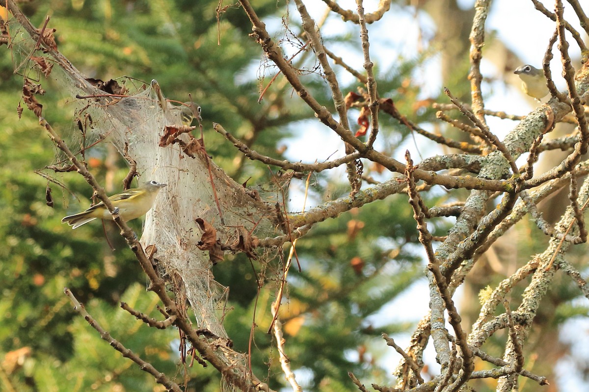 Vireo Solitario - ML70154881