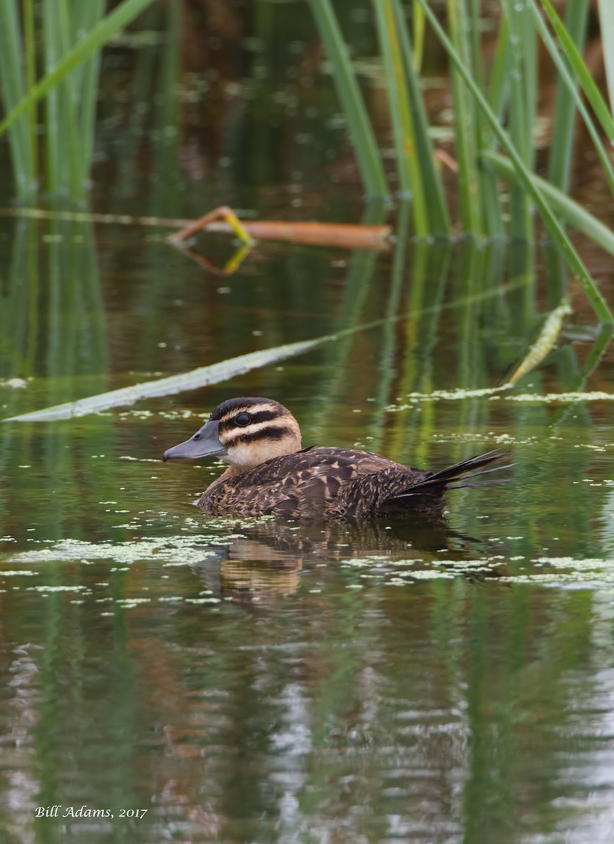 Masked Duck - ML70155371