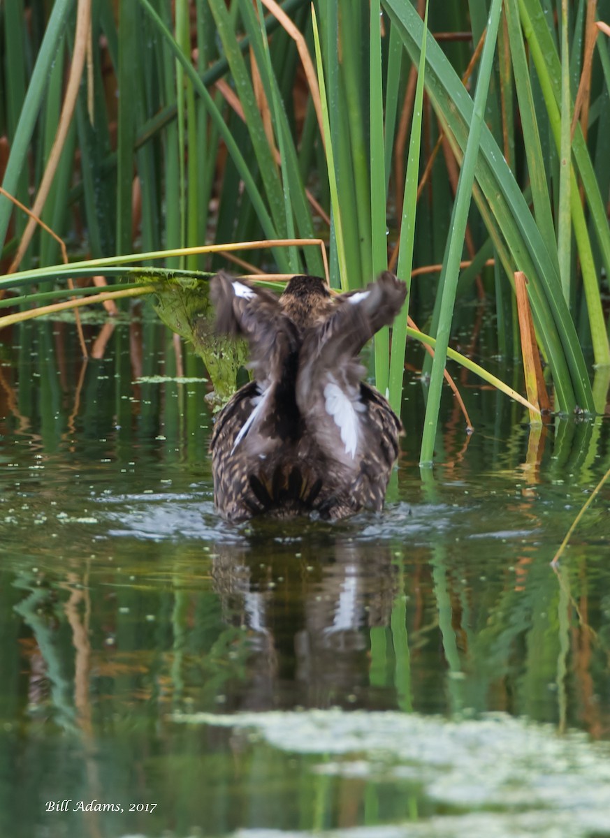 Masked Duck - ML70155391