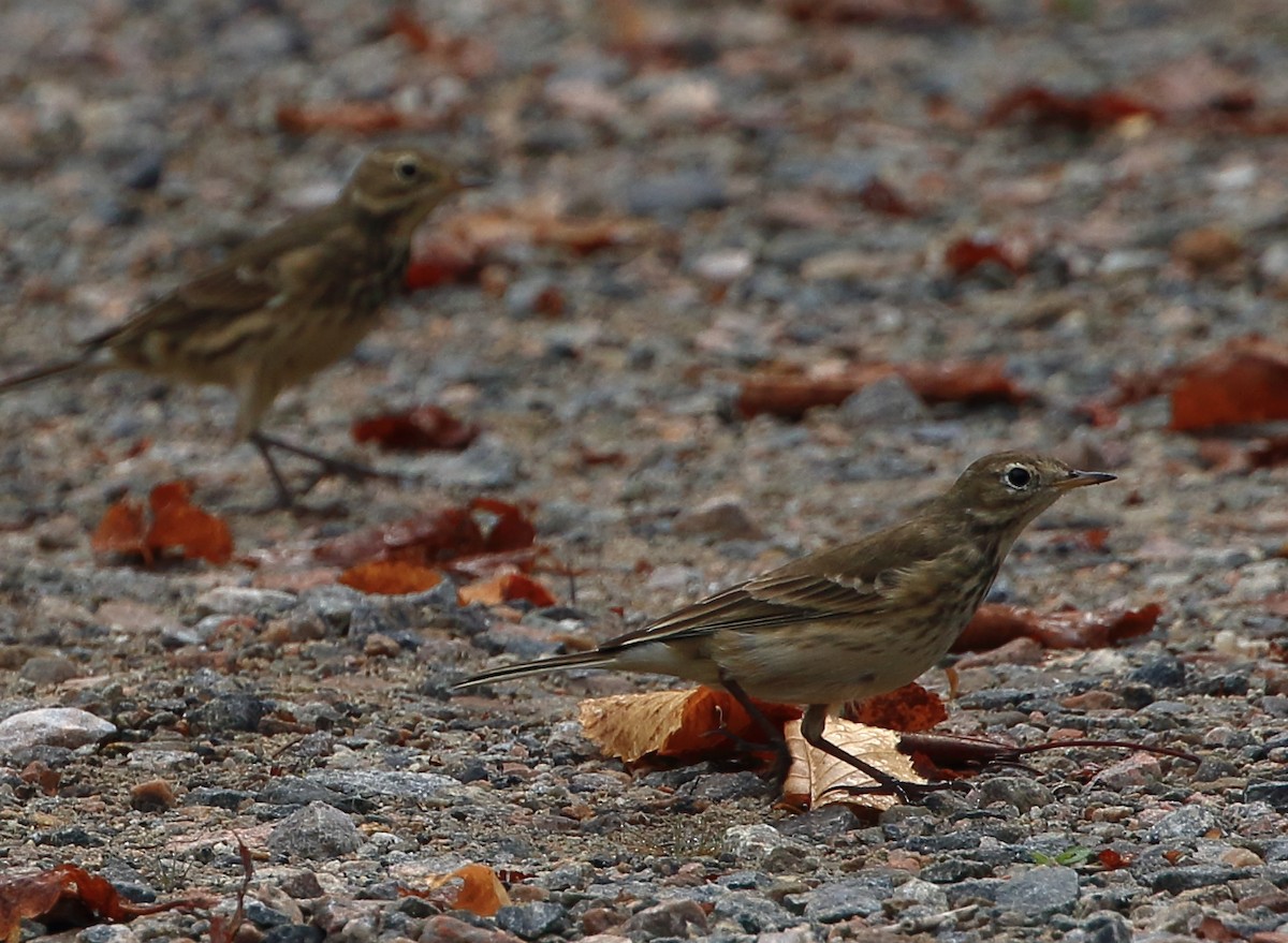 American Pipit - ML70155451