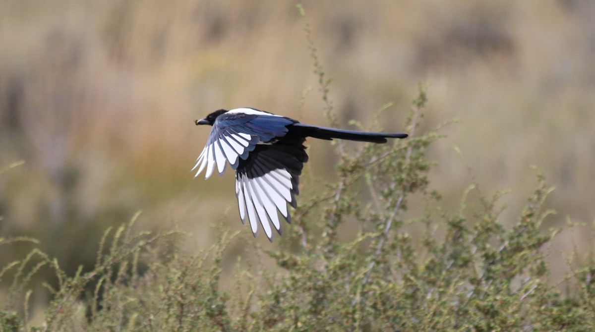 Black-billed Magpie - ML70155461