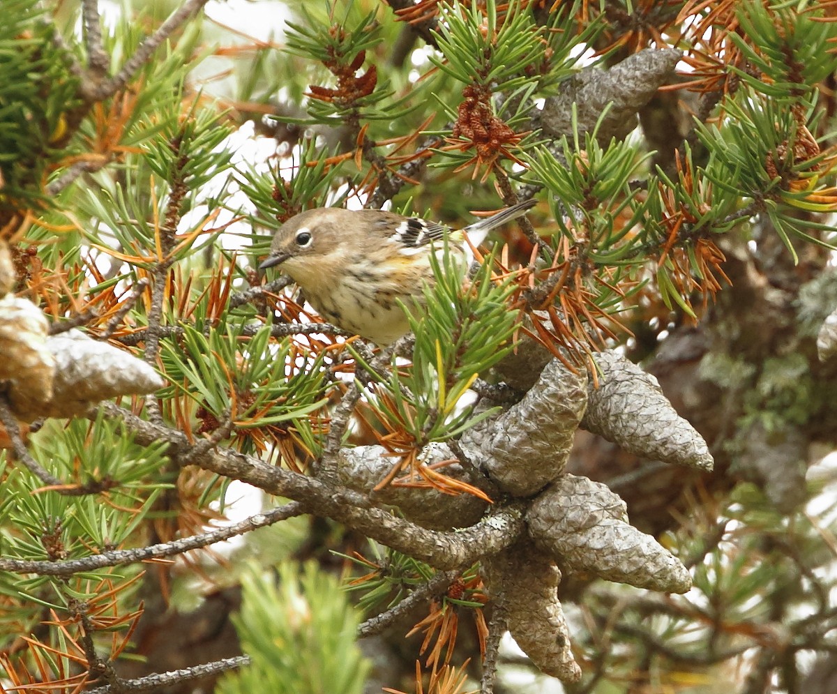 Yellow-rumped Warbler - ML70155521