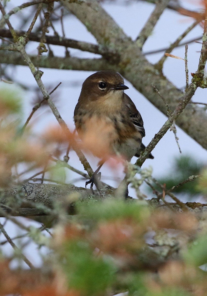 Yellow-rumped Warbler - ML70155541