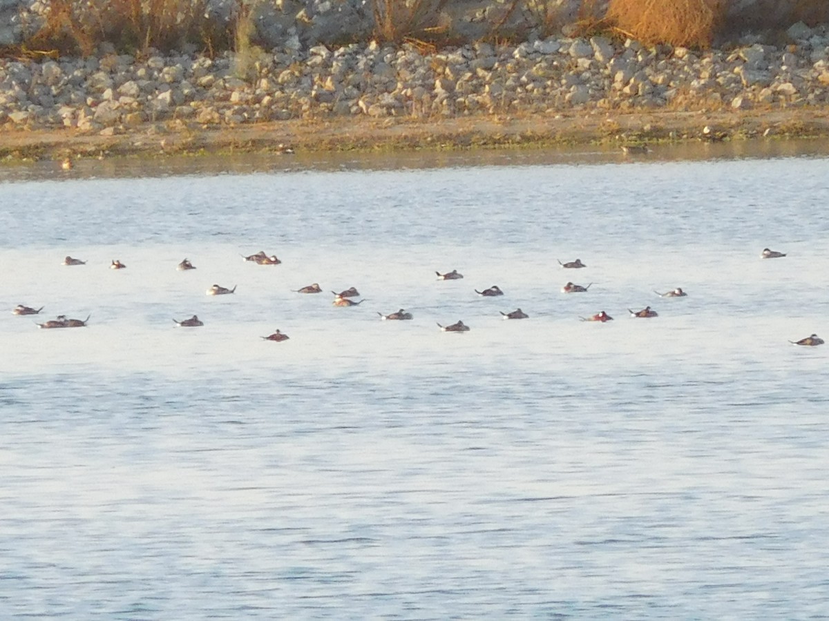 Ruddy Duck - ML70155811