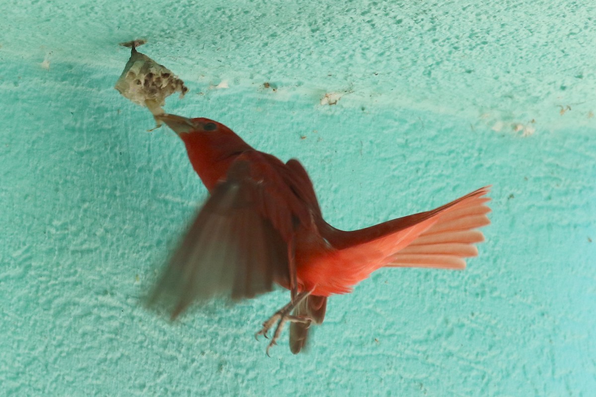 Summer Tanager - Dan Jones