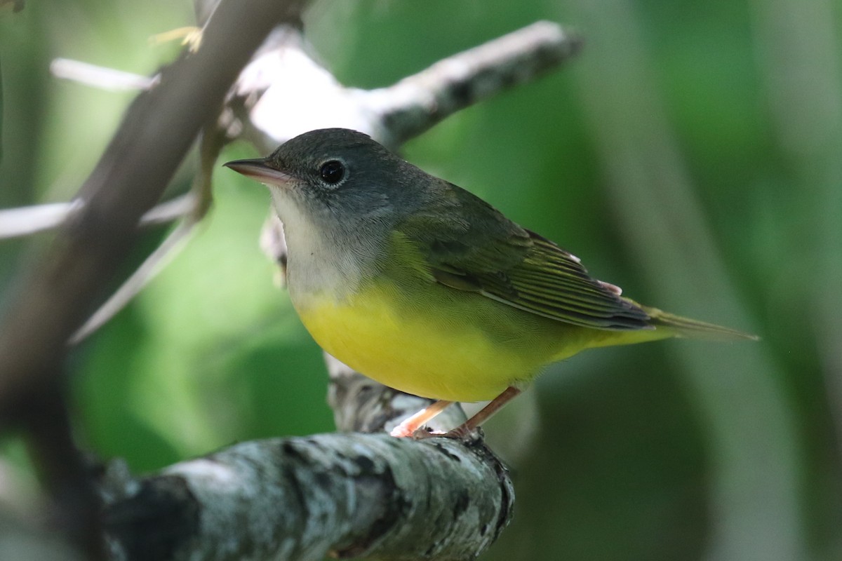 Mourning Warbler - ML70155891