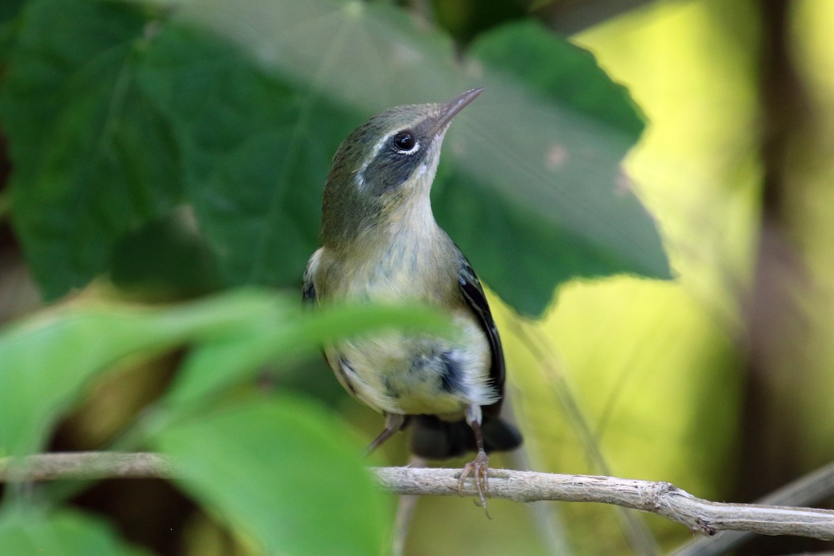 Black-throated Blue Warbler - ML70156131