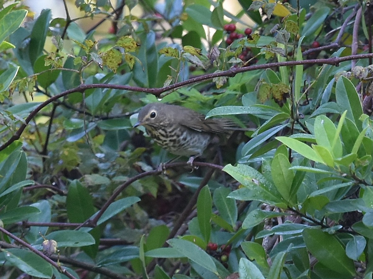 Swainson's Thrush - ML70159861