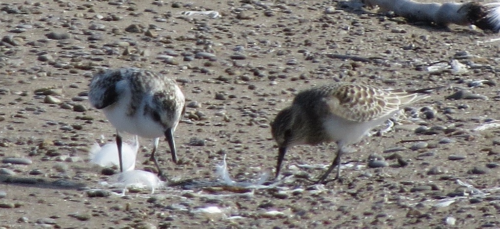 Baird's Sandpiper - Kevin Seymour