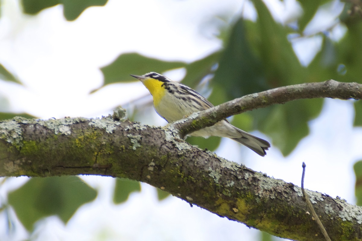 Yellow-throated Warbler - ML70161091