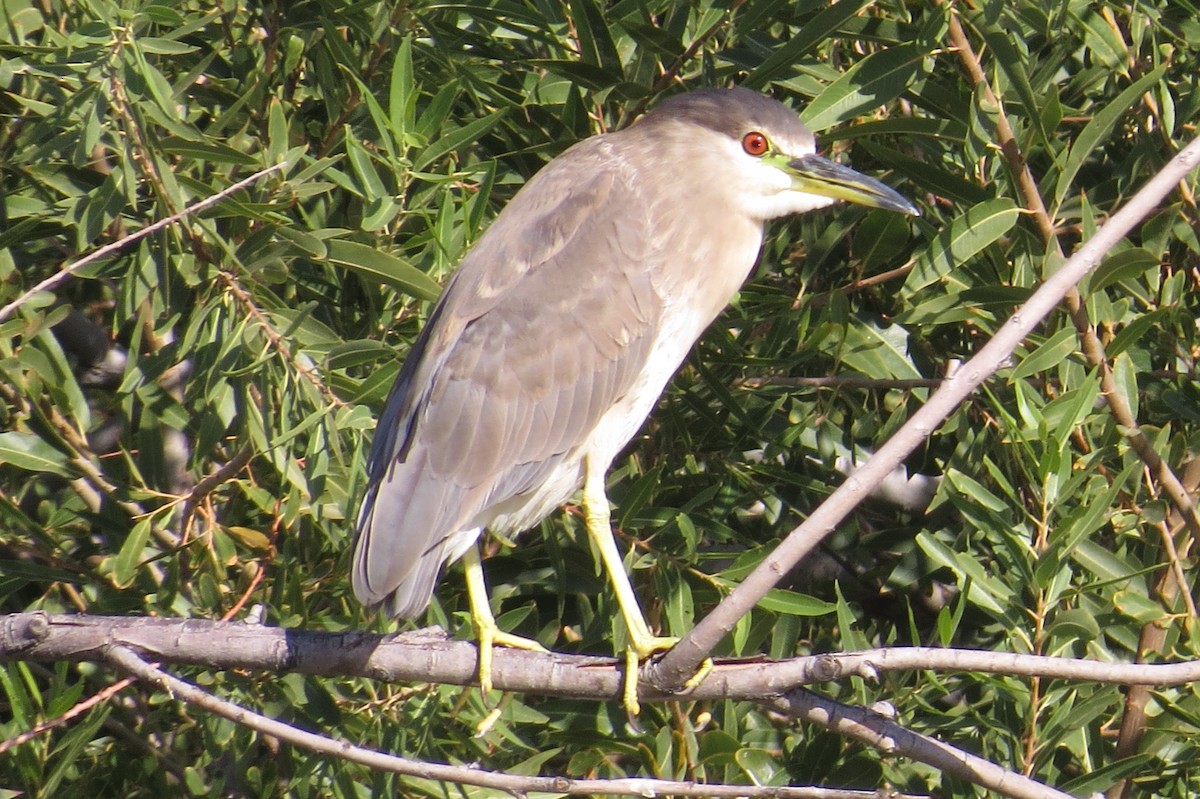 Black-crowned Night Heron - Vincent Maglio