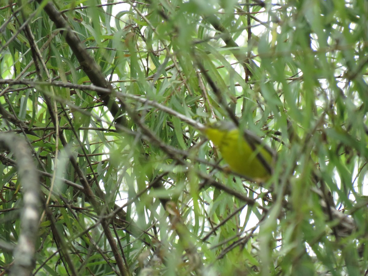 Canada Warbler - ML70163781