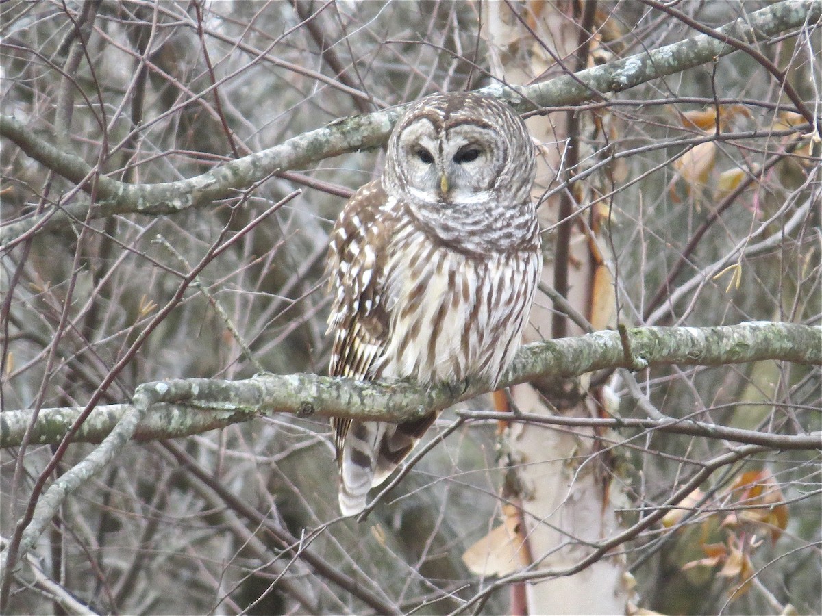 Barred Owl - ML70163821