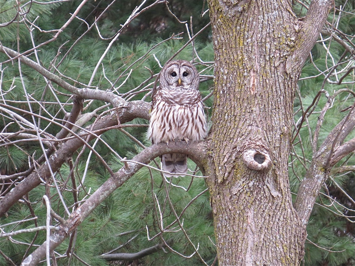 Barred Owl - ML70163931