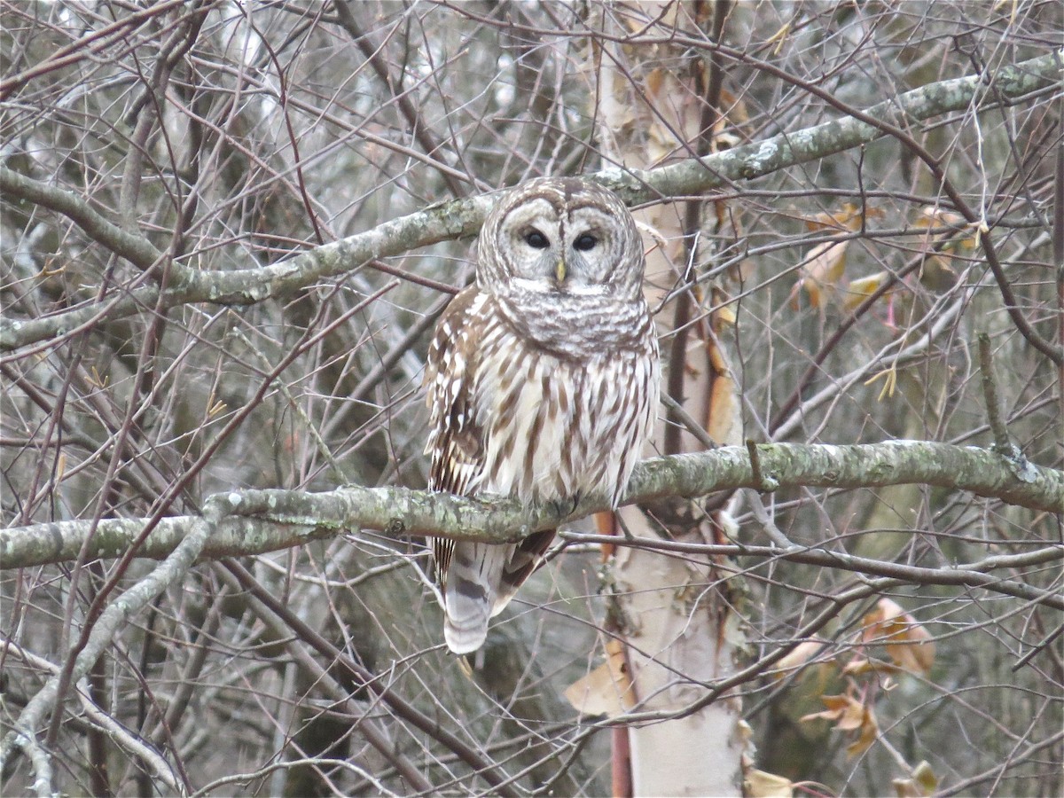 Barred Owl - ML70163961