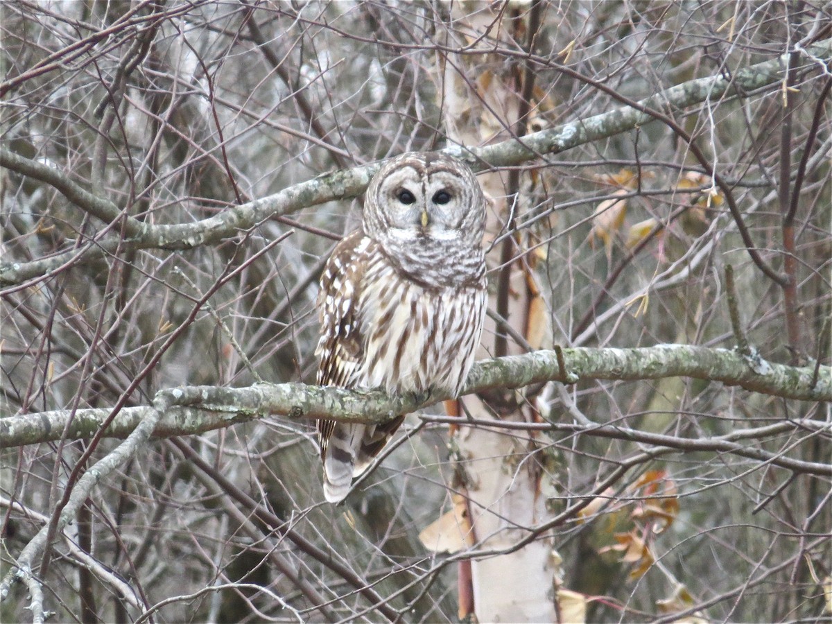 Barred Owl - ML70163981