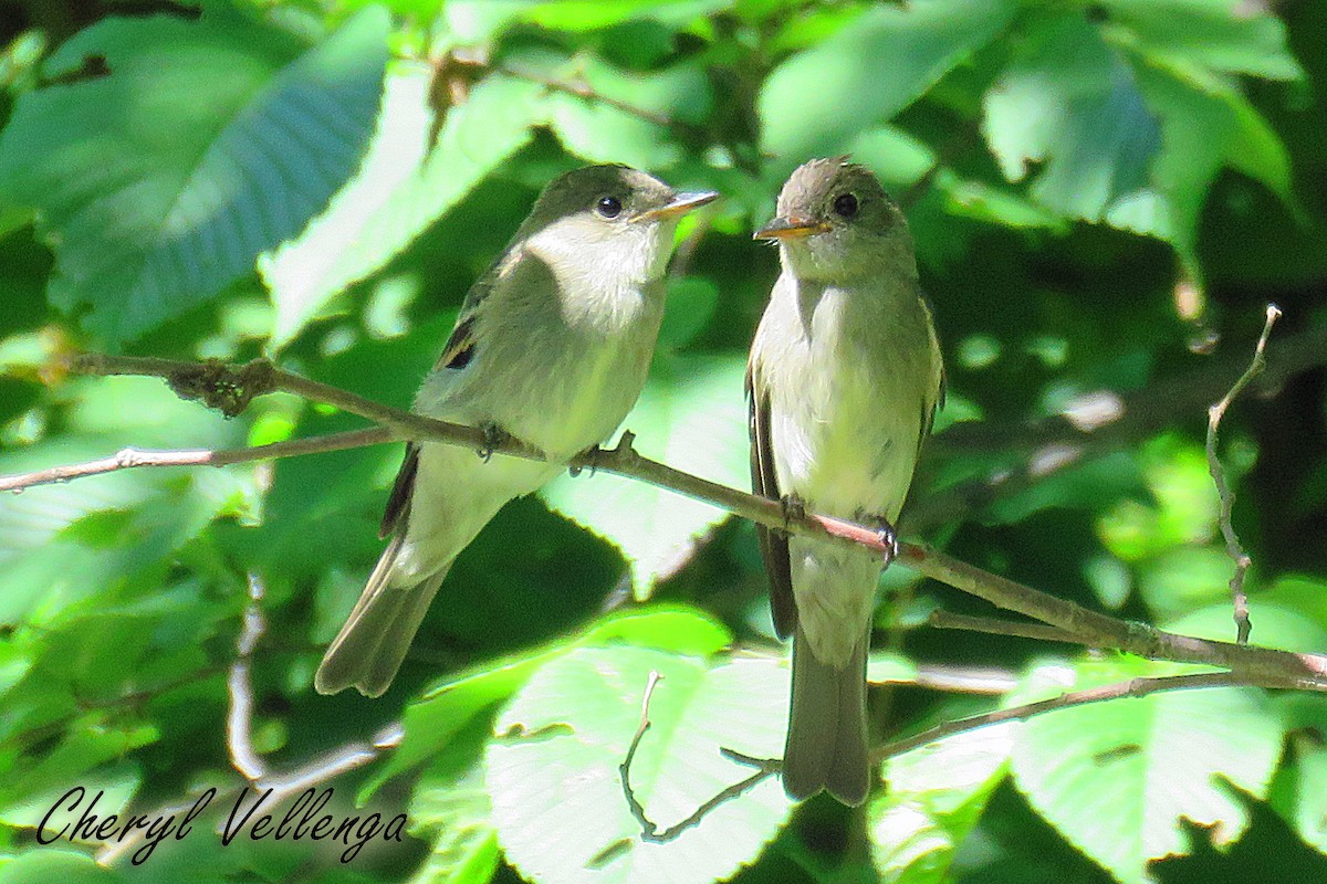 Eastern Wood-Pewee - ML70166111