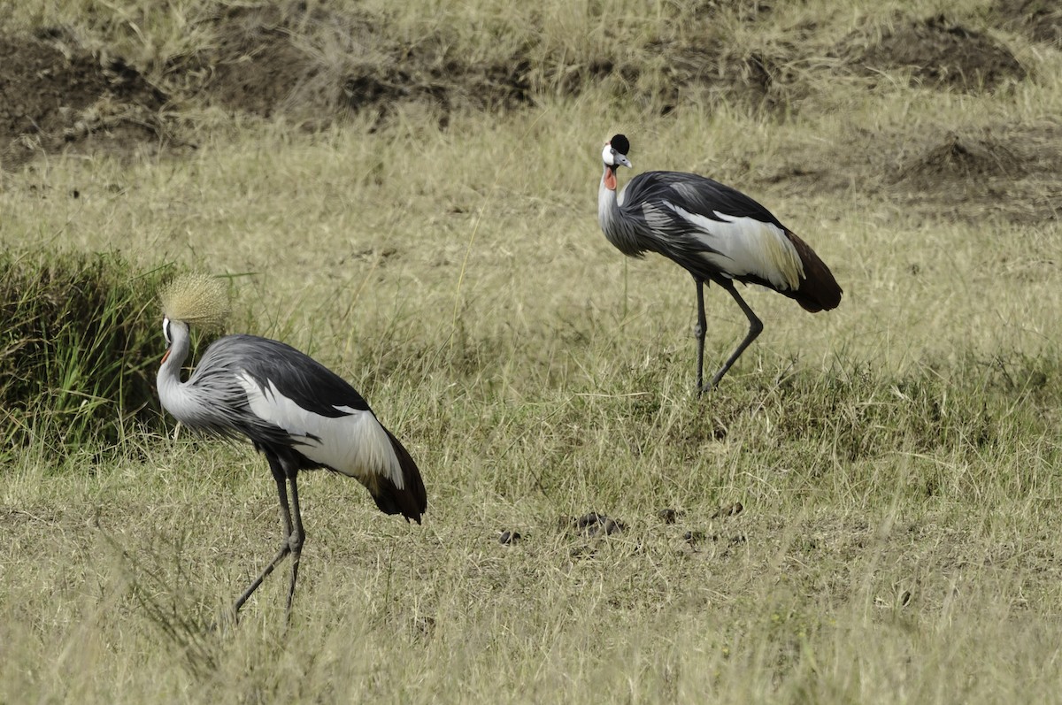 Gray Crowned-Crane - ML70166451